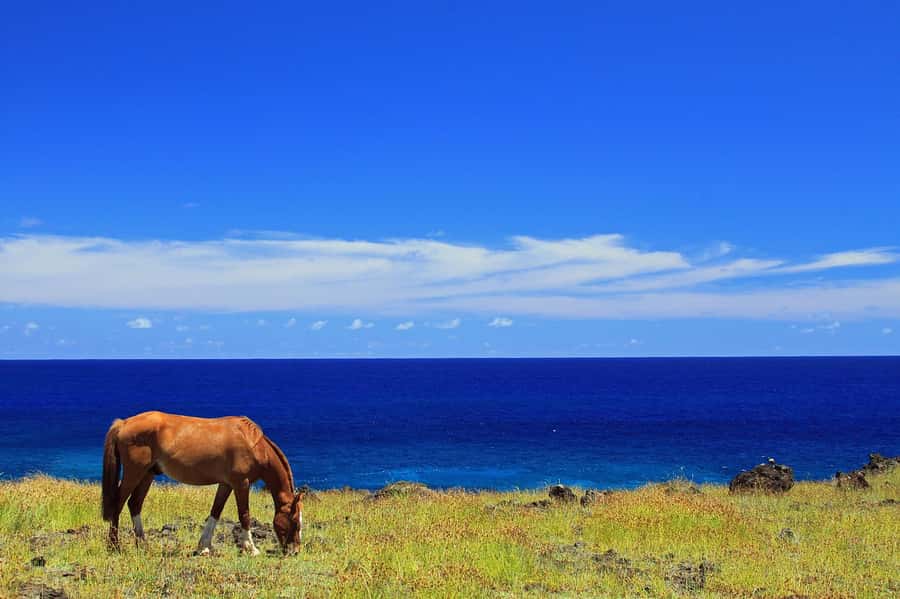 Terevaka Horse Excursion: The highest point and 360° view. - What the horses and guides mean for beginners