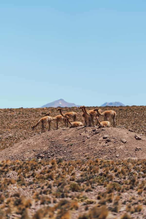 Triple tour: Red stones, highland lagoons and Chaxa Lagoon - What to bring for cold, sun, and altitude