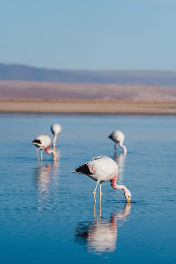 Triple tour: Red stones, highland lagoons and Chaxa Lagoon - Piedras Rojas: red stone, salt, and enormous views