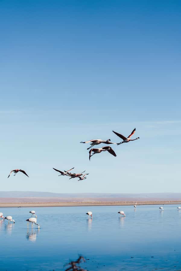 Triple tour: Red stones, highland lagoons and Chaxa Lagoon - Socaire and the highland lagoons