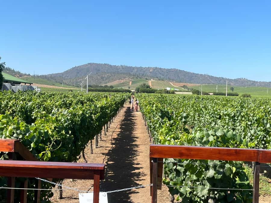 Valparaíso to Casablanca: wine tour with premium tasting and transportation - Choosing a vineyard in Casablanca