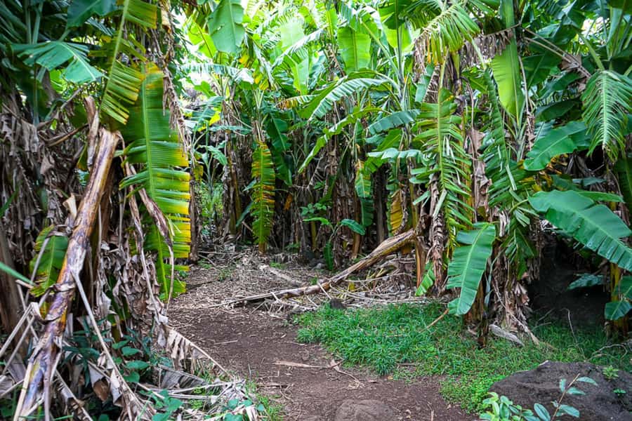 Volcanic Refuges: Excursion to Underground Civilization - Why Ana Te Pahu gives this tour its character