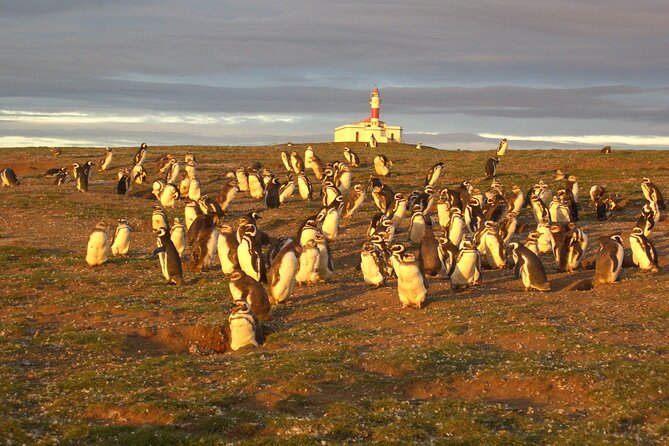 Walk alongside Penguins on Magdalene Island and navigate Marta Island - Circling Marta Island for sea lions and seabirds