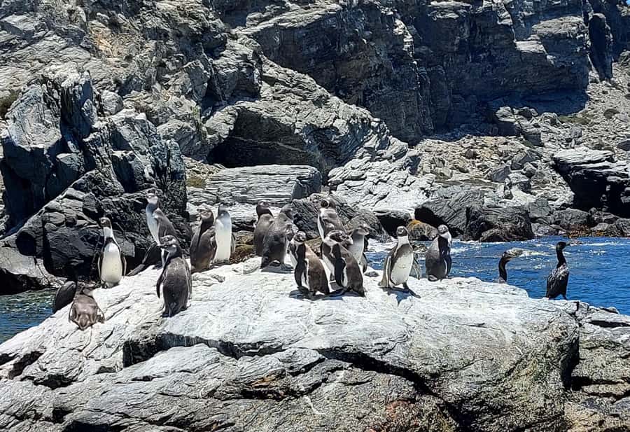 Whales & Humboldt Penguins: Chañaral or Damas island hiking - Why this coastal trip is more than a penguin stop