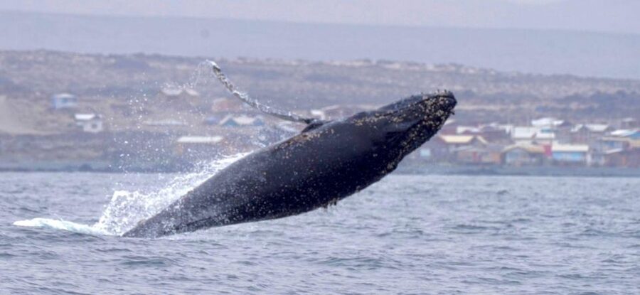 Whales & Humboldt Penguins: Chañaral or Damas island hiking - Punta de Choros and the boat launch