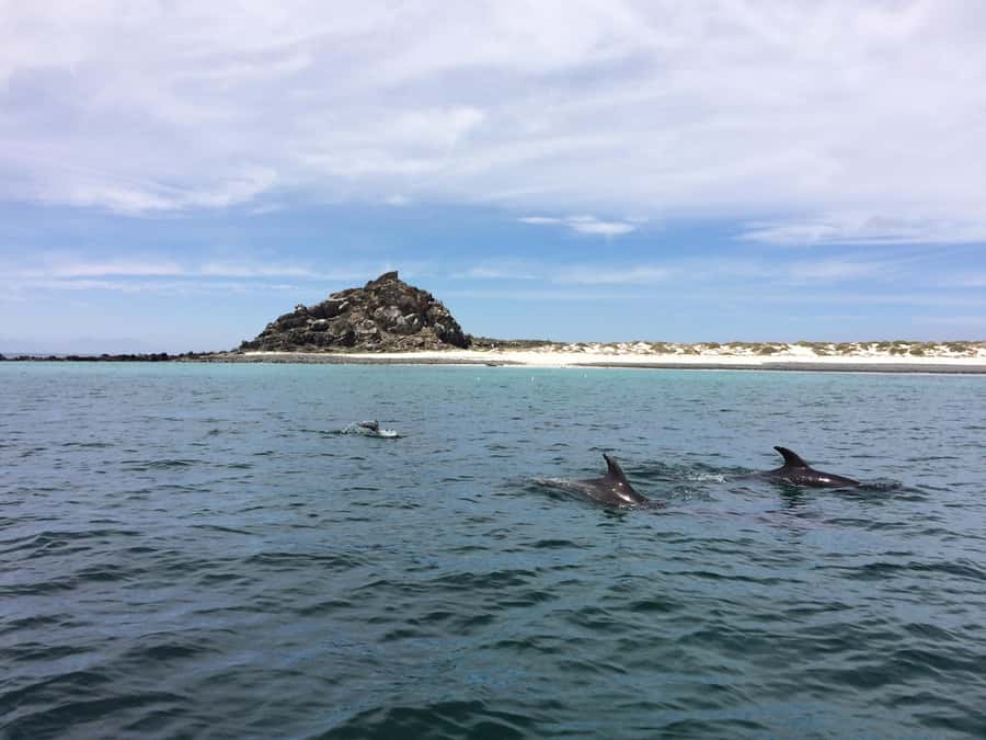 Whales & Humboldt Penguins: Chañaral or Damas island hiking - Lunch in Los Choros