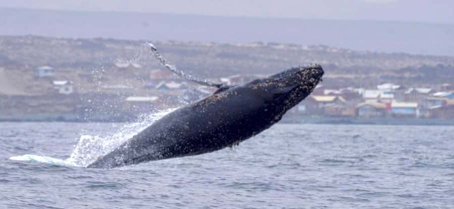 Whales & Humboldt Penguins: Chañaral or Damas island hiking - From La Serena to Punta Teatinos